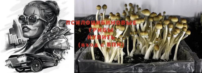 Псилоцибиновые грибы Psilocybe  магазин  наркотиков  Североуральск 